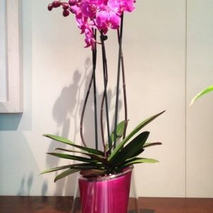 Orquídea con cristal
