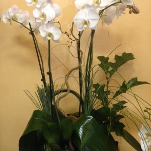 Dos Orquídeas